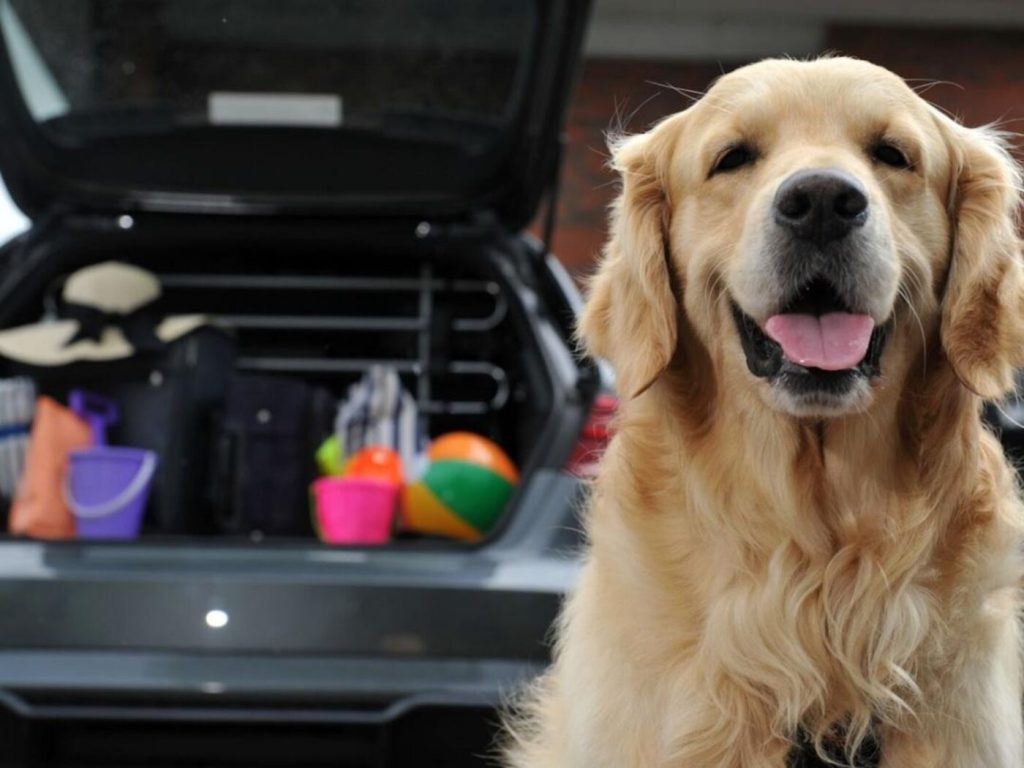 QVNIMTIyMTUwNjQw scaled 2 scaled - How To Keep Your Dog Safe During Long Car Travels? 