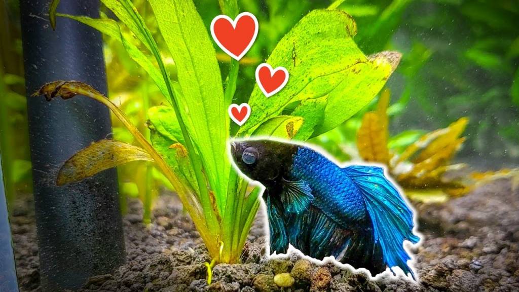 Do Betta Fish Need Live Plants in Their Tank 1643014098 scaled - Do Betta Fish Need Live Plants in Their Tank?