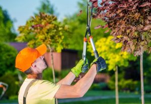 tree trimming 1 300x207 - How to Prune Your Trees Properly to Keep Them Healthy All Season Long